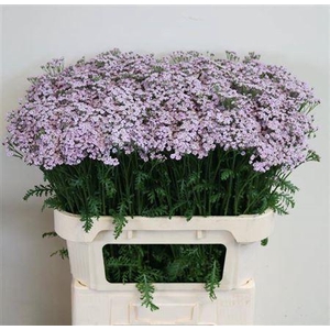 Achil M Lilac Beauty