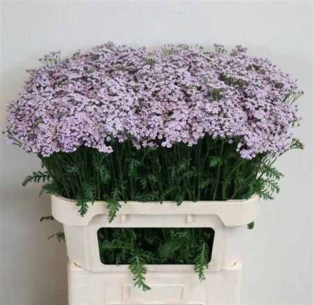 <h4>Achil M Lilac Beauty</h4>