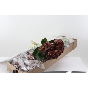 Hydr Chocolate Box