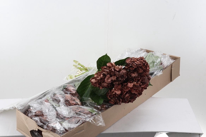 <h4>Hydr Chocolate Box</h4>
