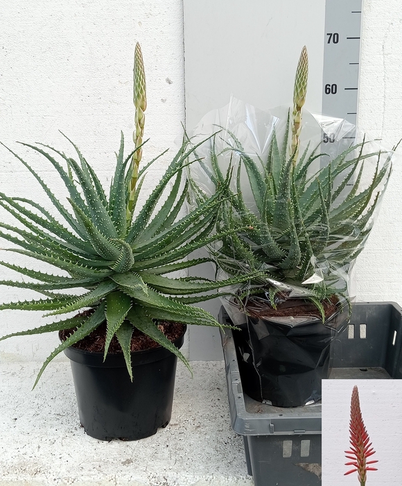 <h4>ALOE ARBORESCENS</h4>