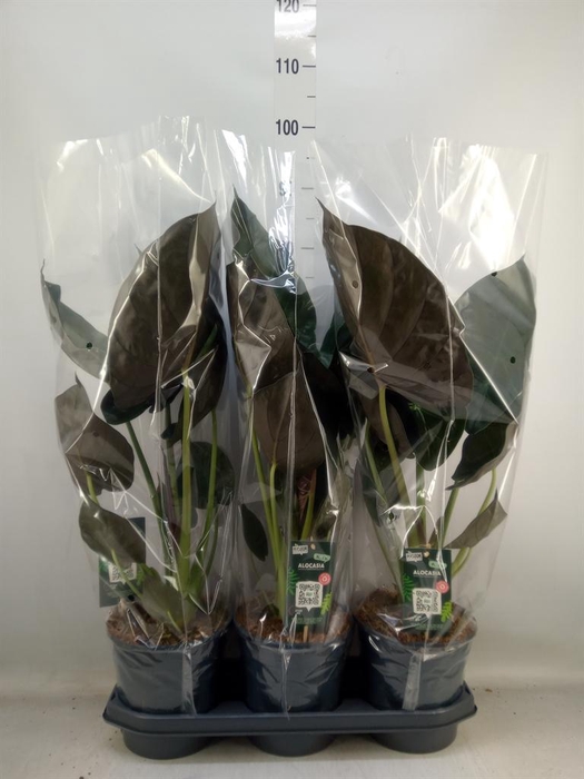 <h4>Alocasia wentii</h4>