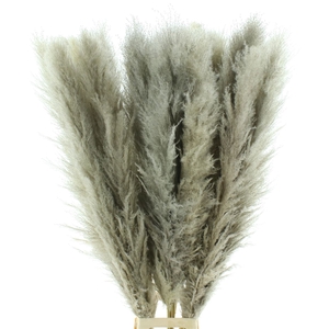 Corta Dried Super Fluffy