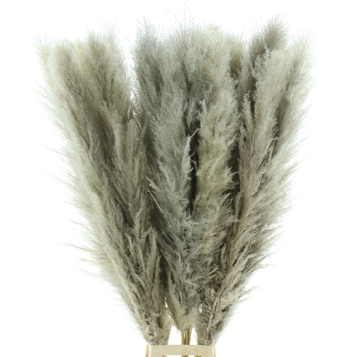 <h4>Corta Dried Super Fluffy</h4>