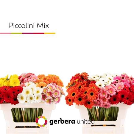 Ge Mi Piccolini Mix