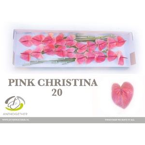 Anthurium Pink Christina