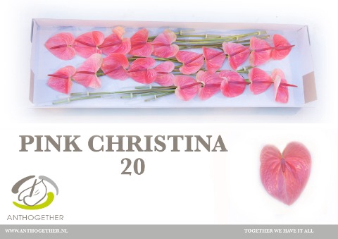 <h4>Anthurium Pink Christina</h4>