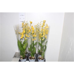 Oncidium Ov Opruiming