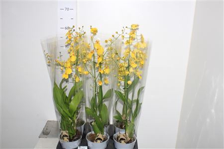 <h4>Oncidium Ov</h4>