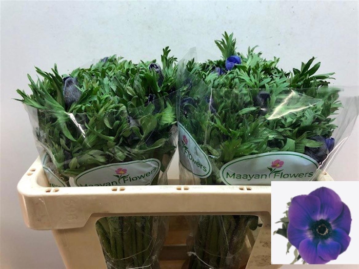 <h4>ANEM CO GALIL BLAUW</h4>