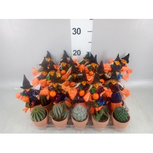 Cactus ...mix