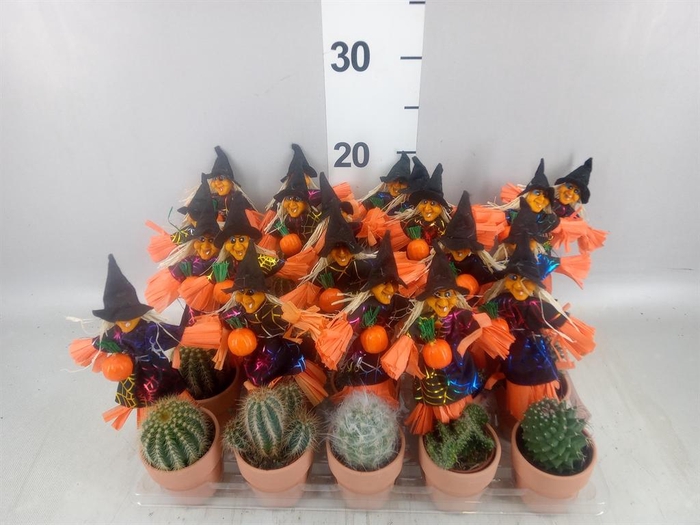 <h4>Cactus   ...mix</h4>