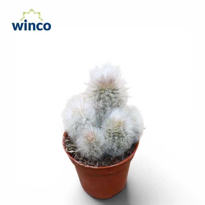 <h4>Austrophalocereus Dybowskii</h4>