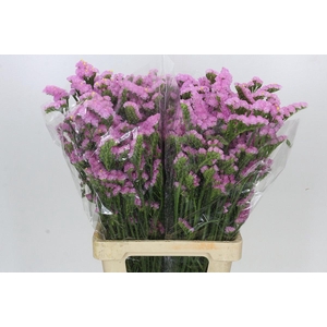 Limonium Statice Crystal Pink