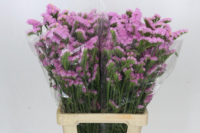 <h4>Limonium Statice Crystal Pink</h4>