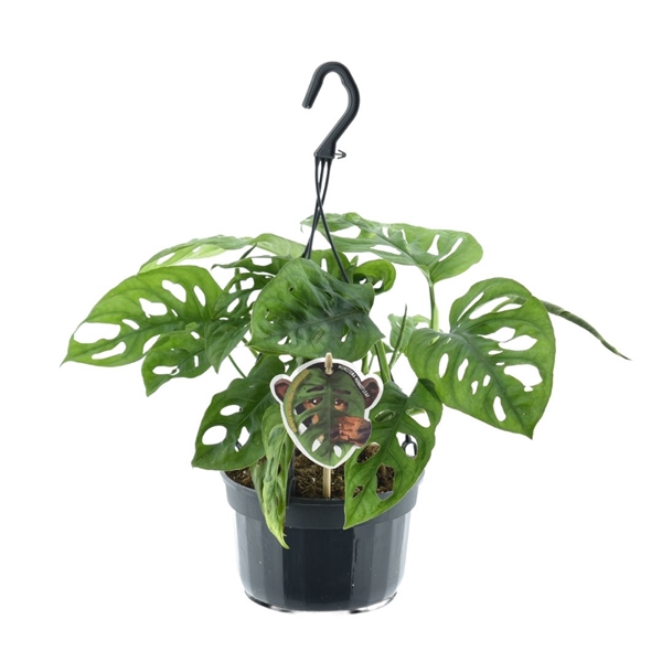 Monstera obliqua 'Monkey Leaf' Hangpot