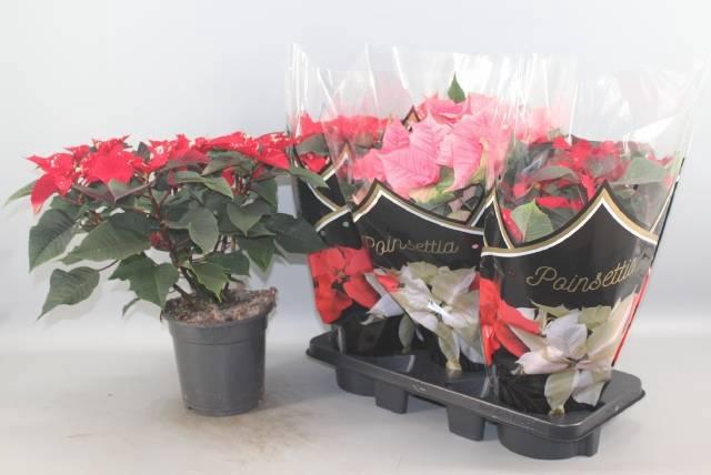 <h4>EUPHOR P MIXK</h4>