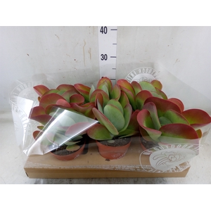 Kalanchoe NF thyrsiflora