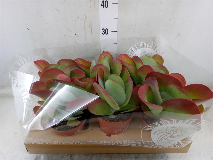 <h4>Kalanchoe NF thyrsiflora</h4>