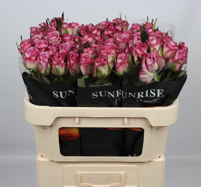 <h4>R GR THRILLER</h4>