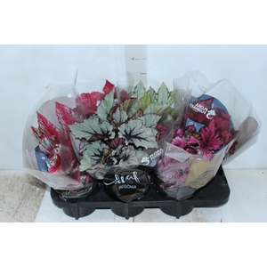 BEGONIA BELEAF P15 PO
