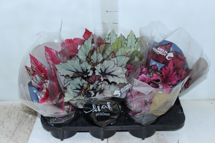 <h4>BEGONIA BELEAF P15 PO</h4>