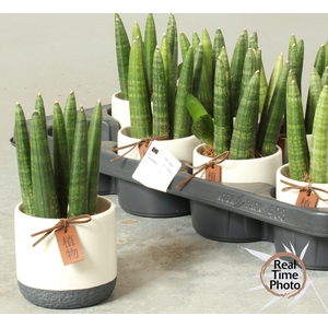 SANSEV CYLINDRICA OV