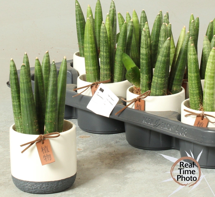 <h4>SANSEV CYLINDRICA OV</h4>