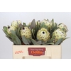 Protea Barbigera Ice Queen Air