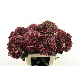 Hydr M. Cl. Rubyred 60-22