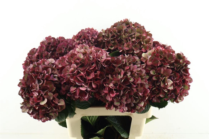 <h4>Hydr M. Cl. Rubyred 60-22</h4>