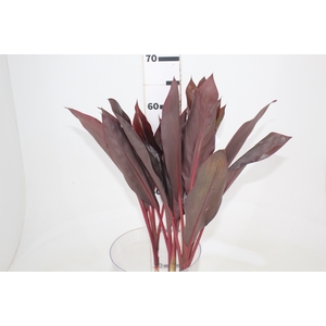 FOLHAGEM DRACENA RUBRA VINHO