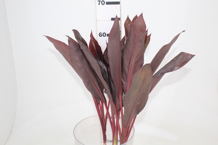 <h4>FOLHAGEM DRACENA RUBRA VINHO</h4>