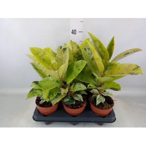 Ficus elastica   ...
