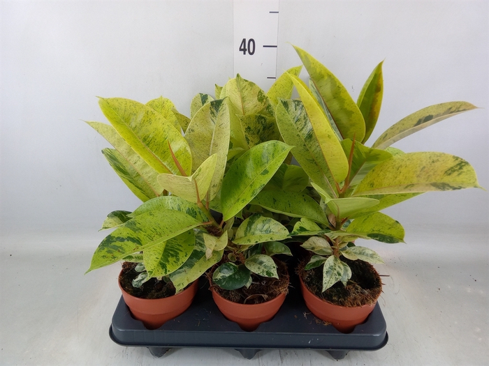 <h4>Ficus elastica   ...</h4>