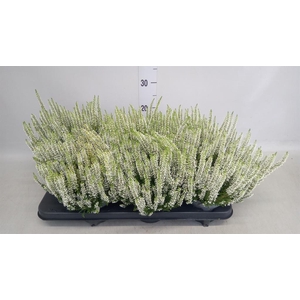 Calluna vulg. 'Beauty L Vera'