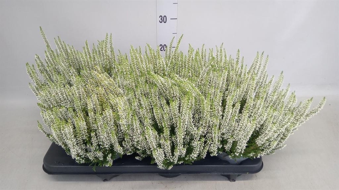 Calluna vulg. 'Beauty L Vera'