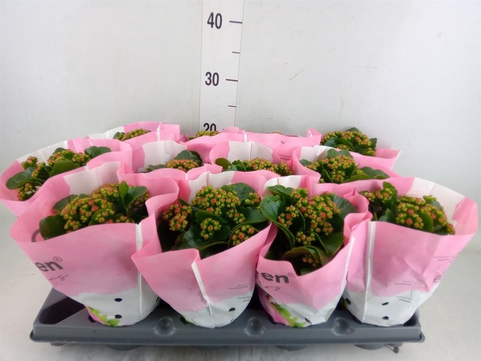 <h4>Kalanchoe blos. ..rosebud</h4>