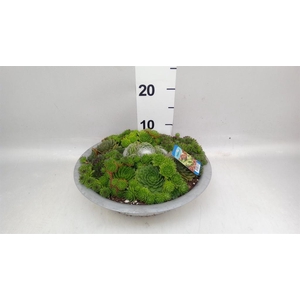 Sempervivum   ...