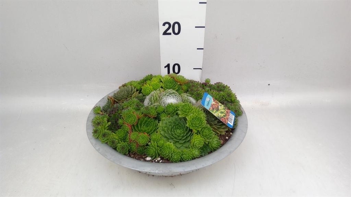 <h4>Sempervivum   ...</h4>
