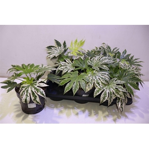 arr8 Fatsia Variegata