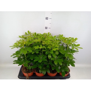Schefflera arbor. 'Nora'