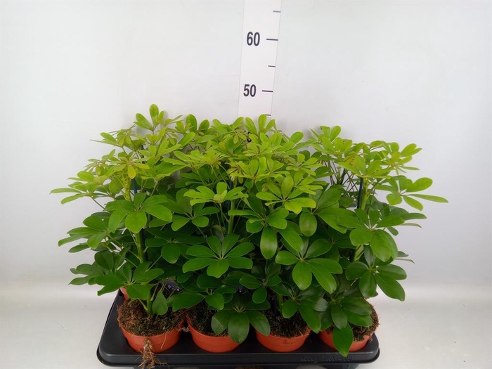 <h4>Schefflera arbor. 'Nora'</h4>