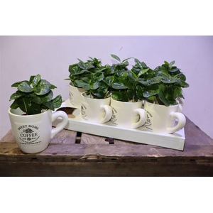 arr8 Coffea Arabica In Koffiebeker