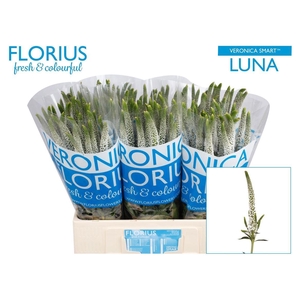 Veron Smart Luna Wit