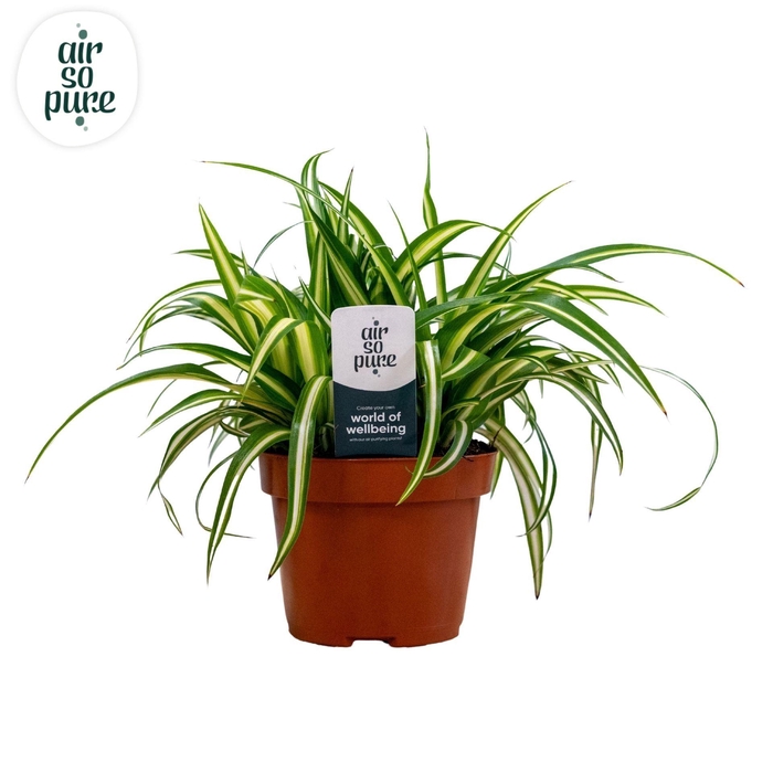 <h4>Chlorophytum comosum Variegatum</h4>
