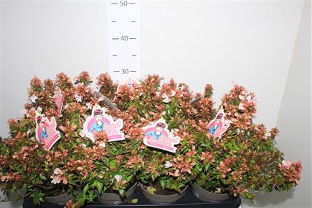 <h4>Abel Grandiflora</h4>