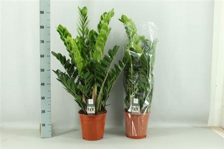 <h4>Zamio Zamiifolia</h4>