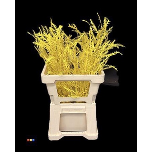 Grevillea Ivanhoe Yellow