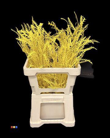 <h4>Grevillea Ivanhoe Yellow</h4>